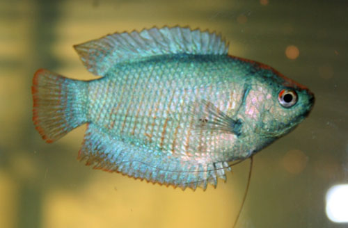 bluegourami