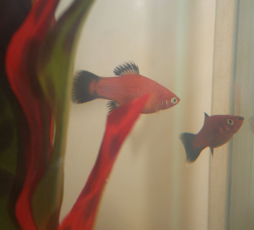 redwagplaty