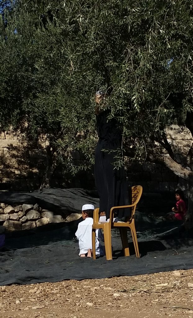 Hard to see, but a young Muslim woman is on the chair and picking olives (?) from the tree to feed her son, dressed in white, and her husband, who was sitting under another tree nearby.